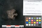Foto (Objekt + Etikett) von Spondylostrobus smythii F.V. Mueller (NHMW-GEO-2024-0188-10406)